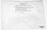 Pucciniastrum epilobii image
